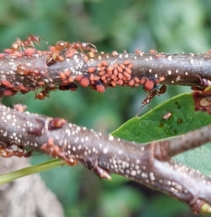 Aphis