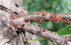 Aphis