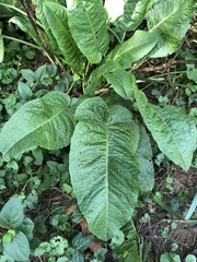 Rumex obtusifolius