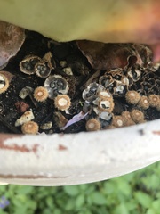 Cyathus olla