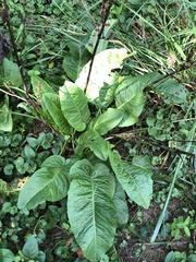 Rumex obtusifolius