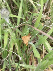 Taractrocera papyria agraulia