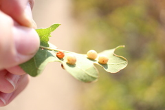 Xanthoteras eburneum