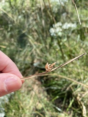 Schoenoplectus pungens