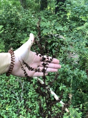 Rumex obtusifolius