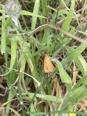 Taractrocera papyria agraulia