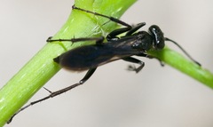 Pompilidae
