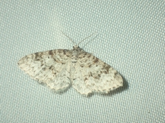 Hydrelia inornata