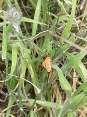 Taractrocera papyria agraulia