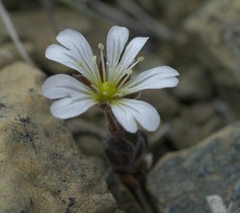 Cerastium nigrescens