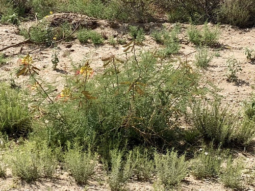 Erythrostemon gilliesii