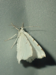 Macaria pustularia