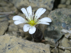 Cerastium nigrescens