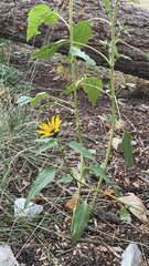 Helianthus annuus