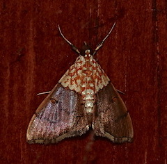 Agrotera basinotata