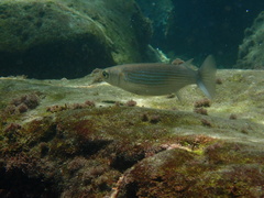 Oedalechilus labeo