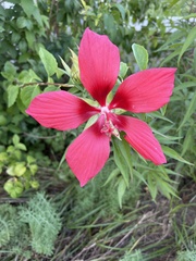 Hibiscus coccineus