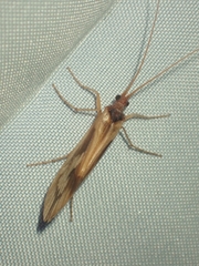 Platycentropus radiatus