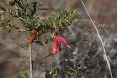 Eremophila