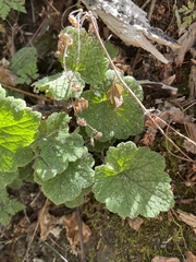 Ribes viscosissimum
