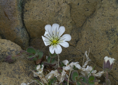 Cerastium nigrescens, photograph 5