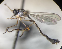 Beameromyia bifida