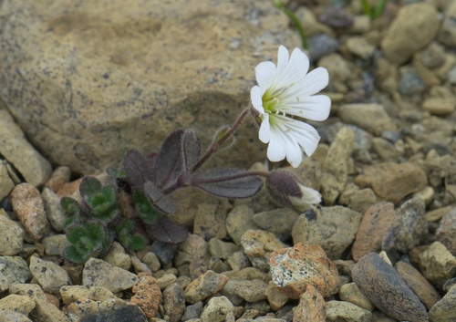 Cerastium nigrescens, photograph 6