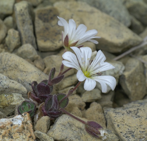 Cerastium nigrescens (H.C.Watson) Edmondston ex H.C.Watson