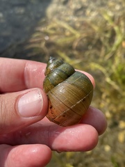 Cipangopaludina chinensis