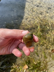 Cipangopaludina chinensis