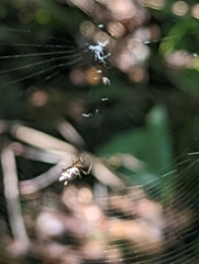 Micrathena