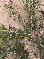 Stillingia sylvatica