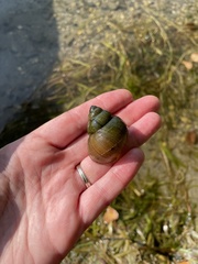 Cipangopaludina chinensis