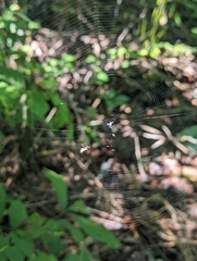 Micrathena