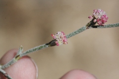 Eriogonum roseum