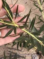 Stillingia sylvatica