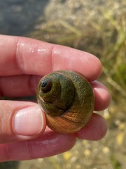 Cipangopaludina chinensis