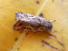 Spodoptera littoralis