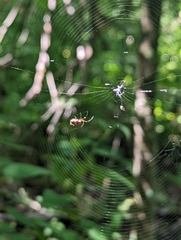 Micrathena