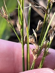 Juncus