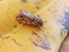 Spodoptera littoralis