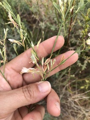 Oenothera cinerea