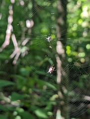 Micrathena