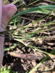 Juncus