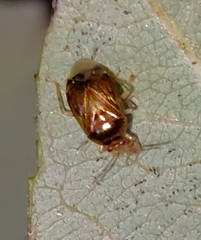 Deraeocoris lutescens