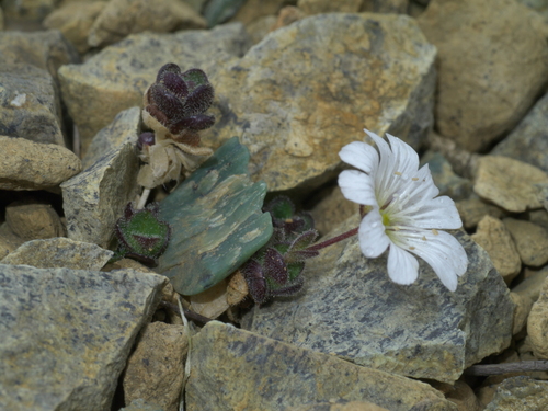 Cerastium nigrescens, photograph 3