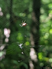 Micrathena
