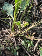 Juncus