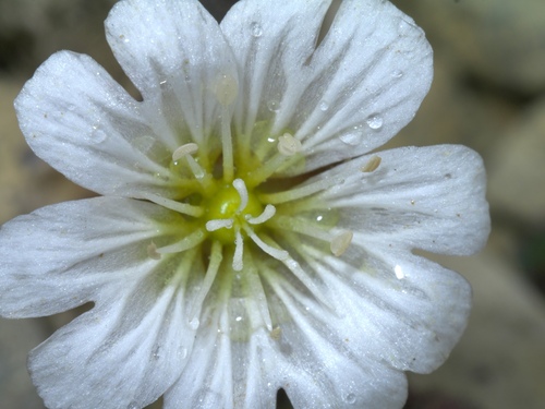 Cerastium nigrescens, photograph 4