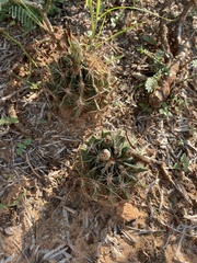 Hamatocactus setispinus